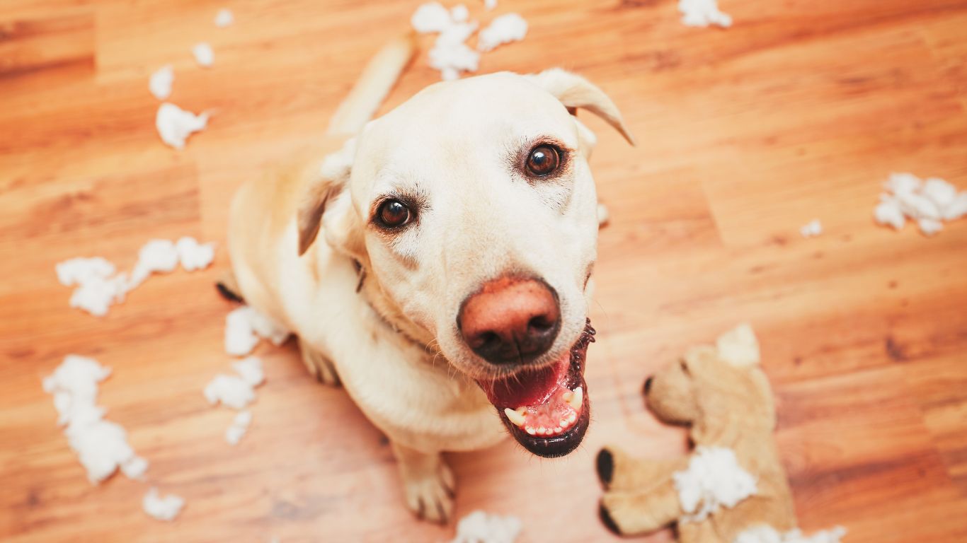 Limpeza a pelos de animais 